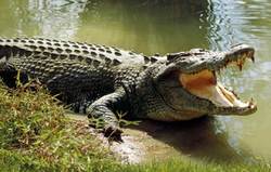 تمساح سرگردان به دام ماموران محیط زیست افتاد + فیلم