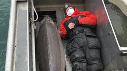 صید ماهی خاویار بزرگ با عمر ۱۰۰ سال در آمریکا + تصاویر