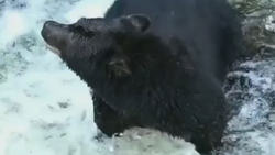 شکار ماهرانه ماهی توسط یک خرس سیاه + فیلم