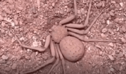 استتار عجیب عنکبوت زیر خاک + فیلم