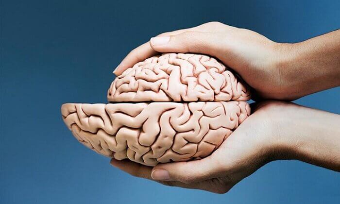 مغز انسان‌های مدرن درحال کوچک شدن!