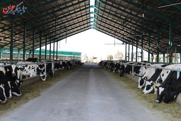 گاوهایی که ۲۰ برابر بیشتر شیر تولید می‌کنند