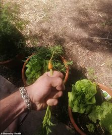 این مرد سه ماه انتظار کشیده بود تا هویجی که در باغچه ی خانه اش کاشته بود رشد کند ولی دست آخر یک هویج خیلی کوچک نصیبش شده بود.

