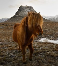 ایسلندی / موقعیت عکس : ایسلند

