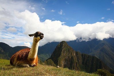 لاما / موقعیت عکس : کشور پرو
