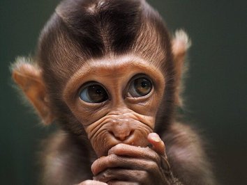 بچه میمون / موقعیت عکس : اندونزی
