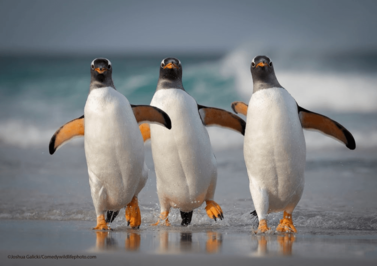 سه پنگوئن جنتو در شرق فالکلند غرق گپ و گفت هستند!
عکس: جاشوا گالیکی