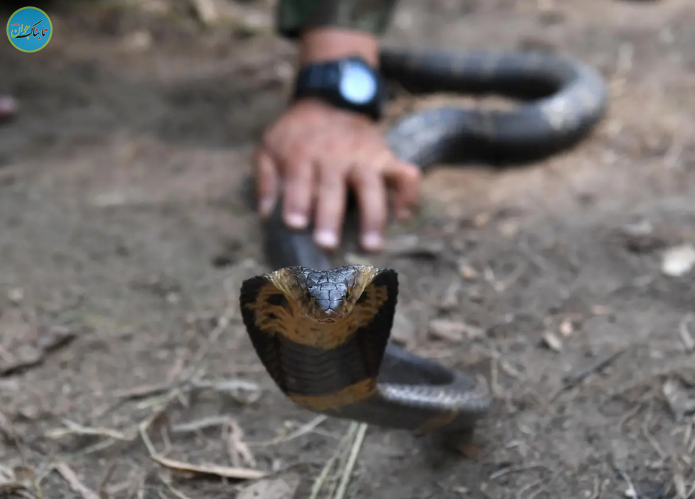شیوه‌های تهوع‌آور آموزش سربازان آمریکایی: از نوشیدن خون مار کبرا تا خوردن عقرب و کرم خاکی! + تصاویر