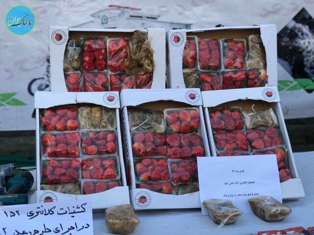 توت فرنگی با طعم تریاک در تهران/عکس