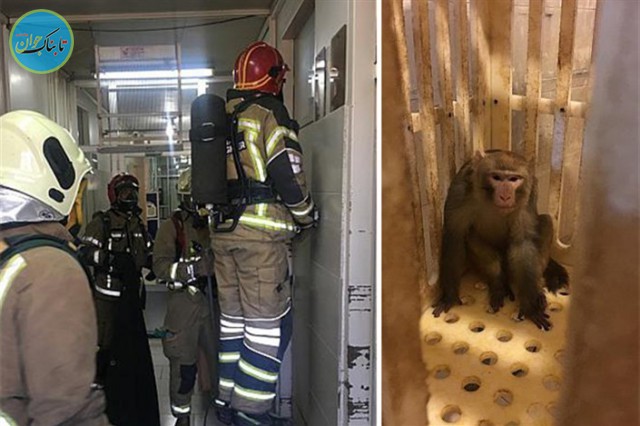 میمون فراری دستگیر شد/عکس