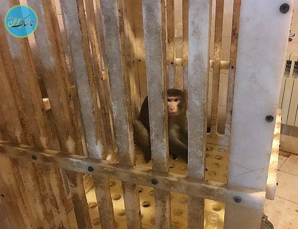 میمون فراری دستگیر شد/عکس
