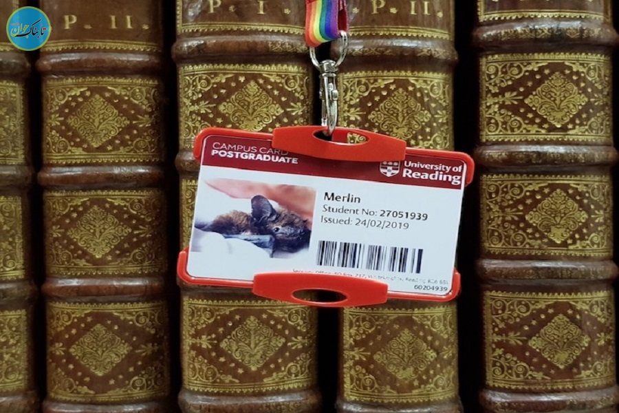 خفاشی که به عضویت کتابخانه درآمد!