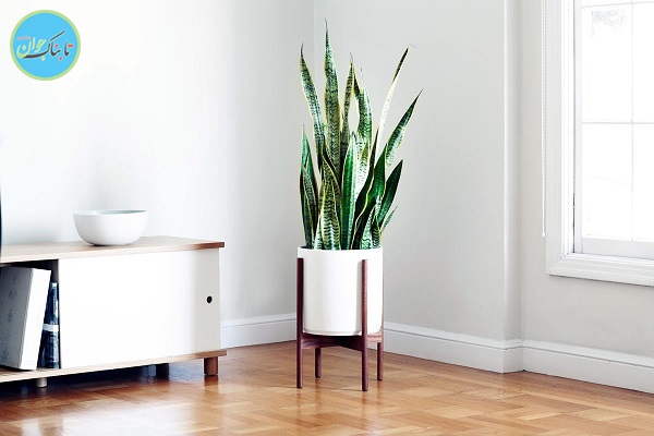 چه گیاهانی را در اتاق مان بگذاریم؟