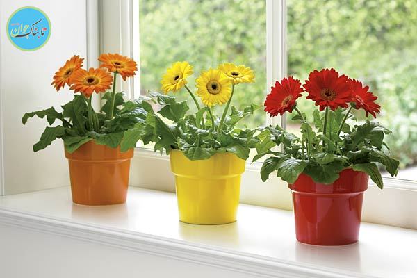 چه گیاهانی را در اتاق مان بگذاریم؟