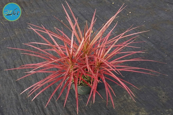 چه گیاهانی را در اتاق مان بگذاریم؟