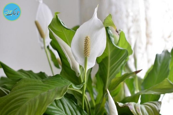 چه گیاهانی را در اتاق مان بگذاریم؟