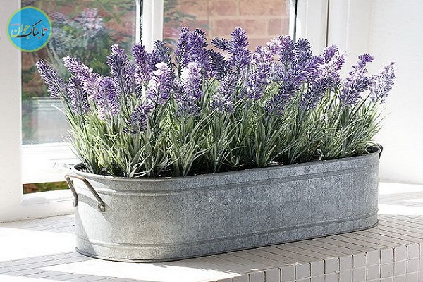 چه گیاهانی را در اتاق مان بگذاریم؟