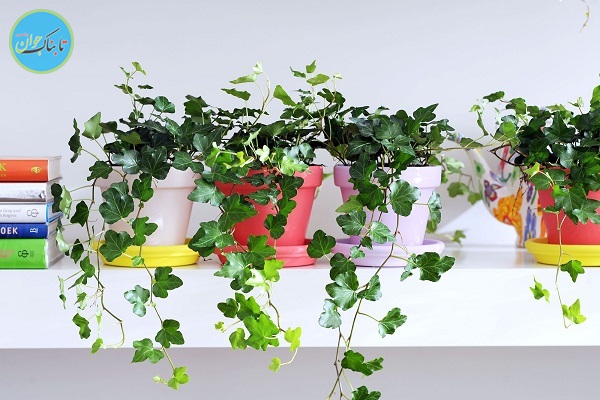 چه گیاهانی را در اتاق مان بگذاریم؟