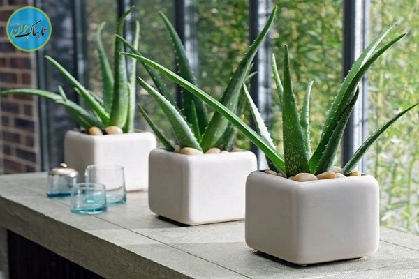 چه گیاهانی را در اتاق مان بگذاریم؟