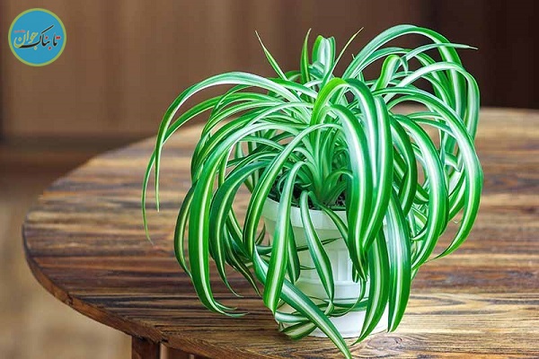 چه گیاهانی را در اتاق مان بگذاریم؟