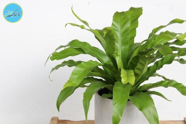 چه گیاهانی را در اتاق مان بگذاریم؟