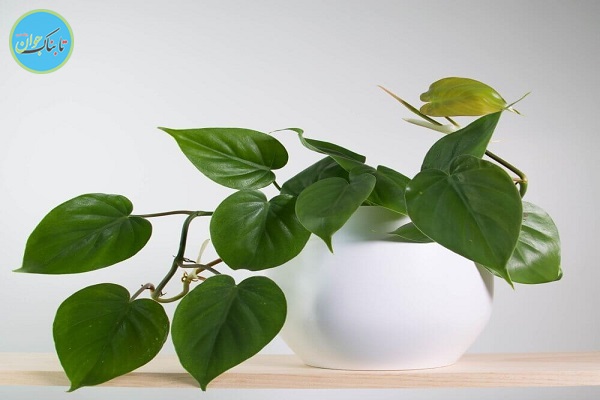 چه گیاهانی را در اتاق مان بگذاریم؟