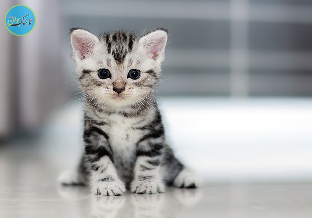 چند حقیقت جالب درباره «سکسکه»