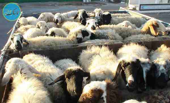 این 7 نفر سلطان گوسفند ایران بودند!