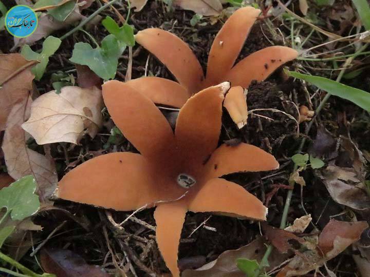 ۹ پدیده‌ای که علم هنوز توضیحی برایشان ندارد/عکس