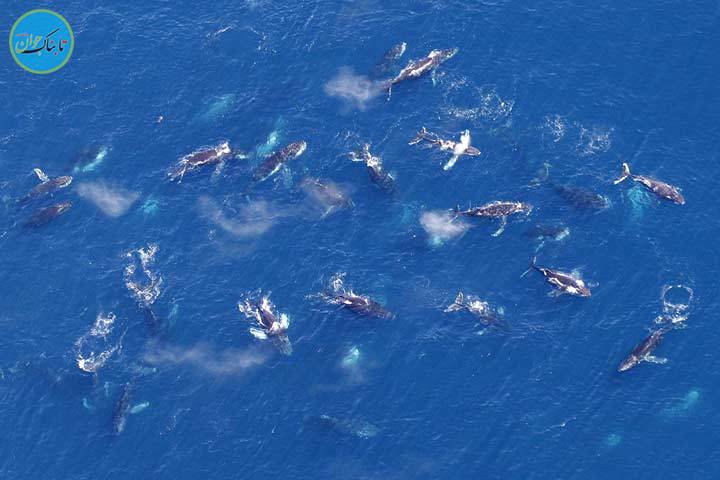 ۹ پدیده‌ای که علم هنوز توضیحی برایشان ندارد/عکس