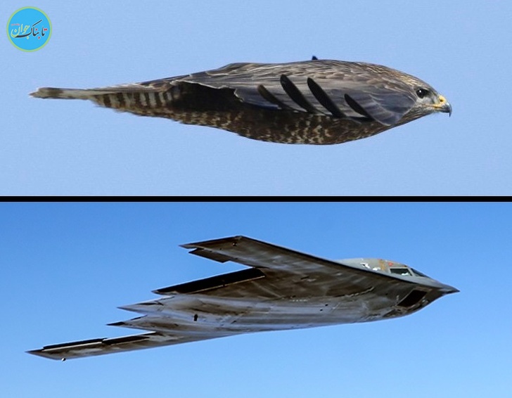 حقایقی جالب درباره هواپیماها و شغل خلبانی که احتمالاً نمی دانید