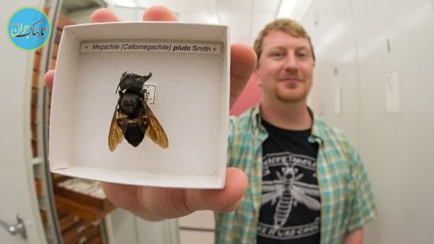 بزرگترین زنبور جهان دوباره کشف شد