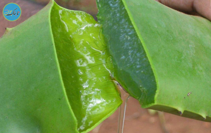 راز زیبایی فرمانروا ی مصر کشف شد