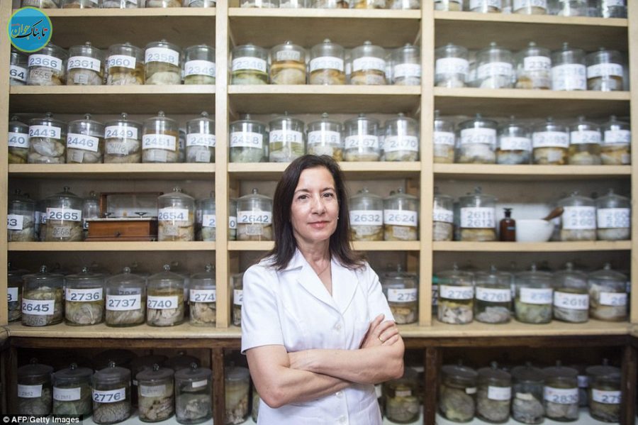 نگاهی به موزه مغز های واقعی انسان!/ تصاویر