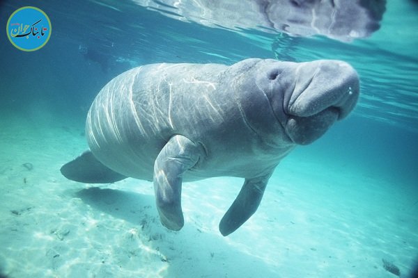 کشف بقایای گاو دریایی ۲۰ میلیون ساله!/ عکس