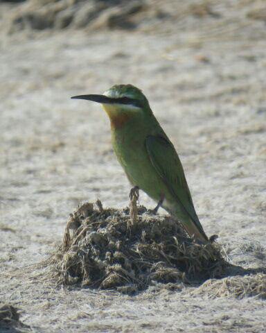 آشنایی با پرنده نگری