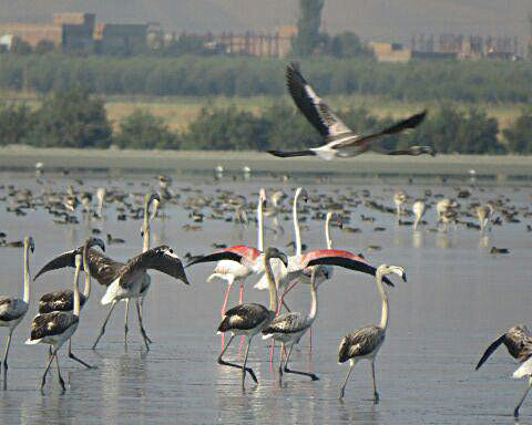 لذت پرنده نگری در شهر تالابها