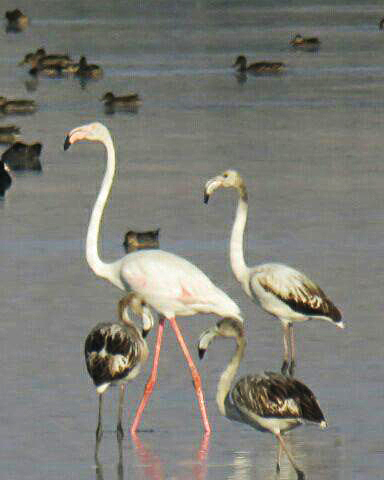 لذت پرنده نگری در شهر تالابها