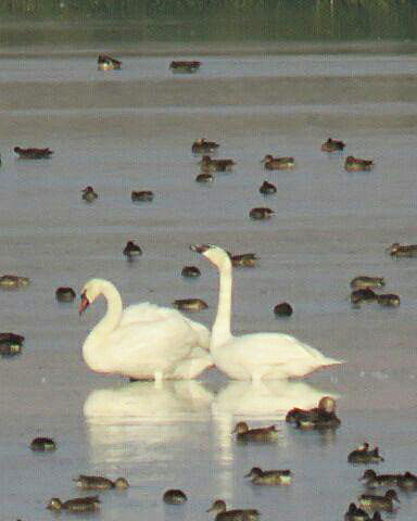 لذت پرنده نگری در شهر تالابها