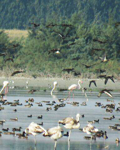لذت پرنده نگری در شهر تالابها