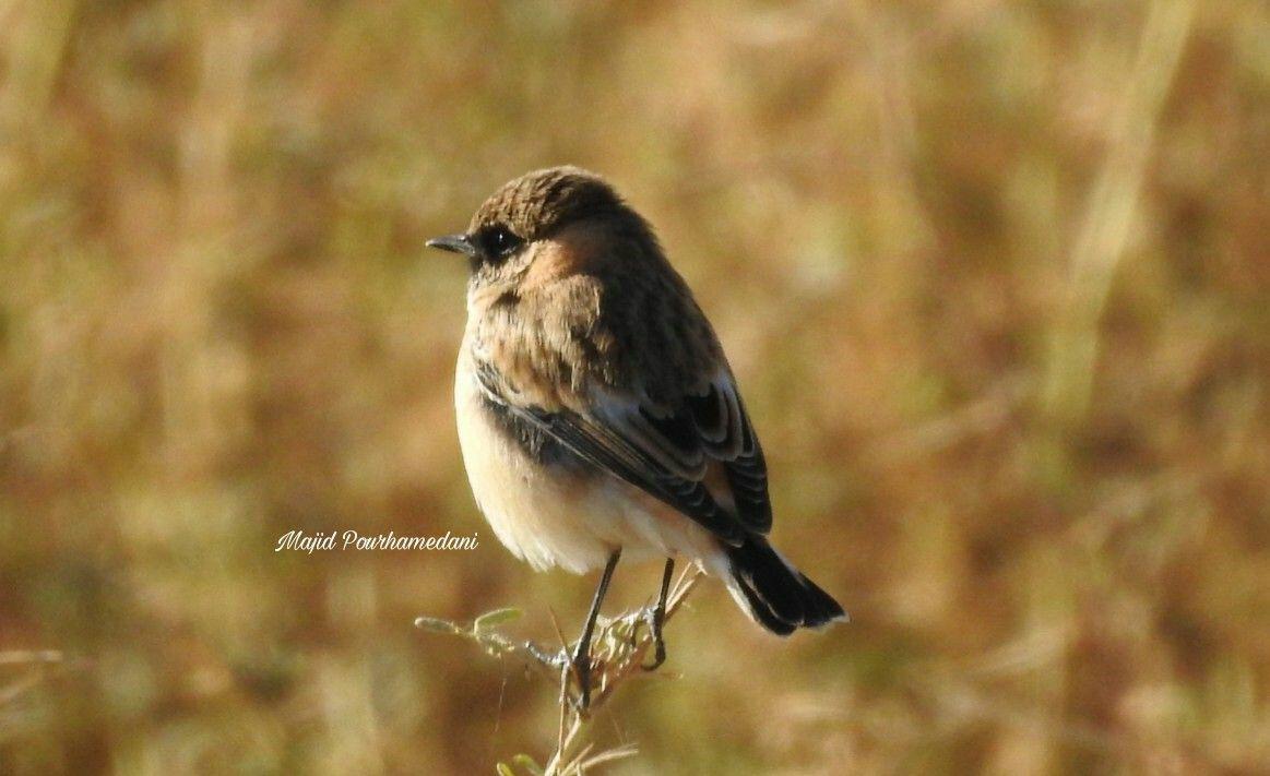 پرندگان کاسپین و هیرکانی