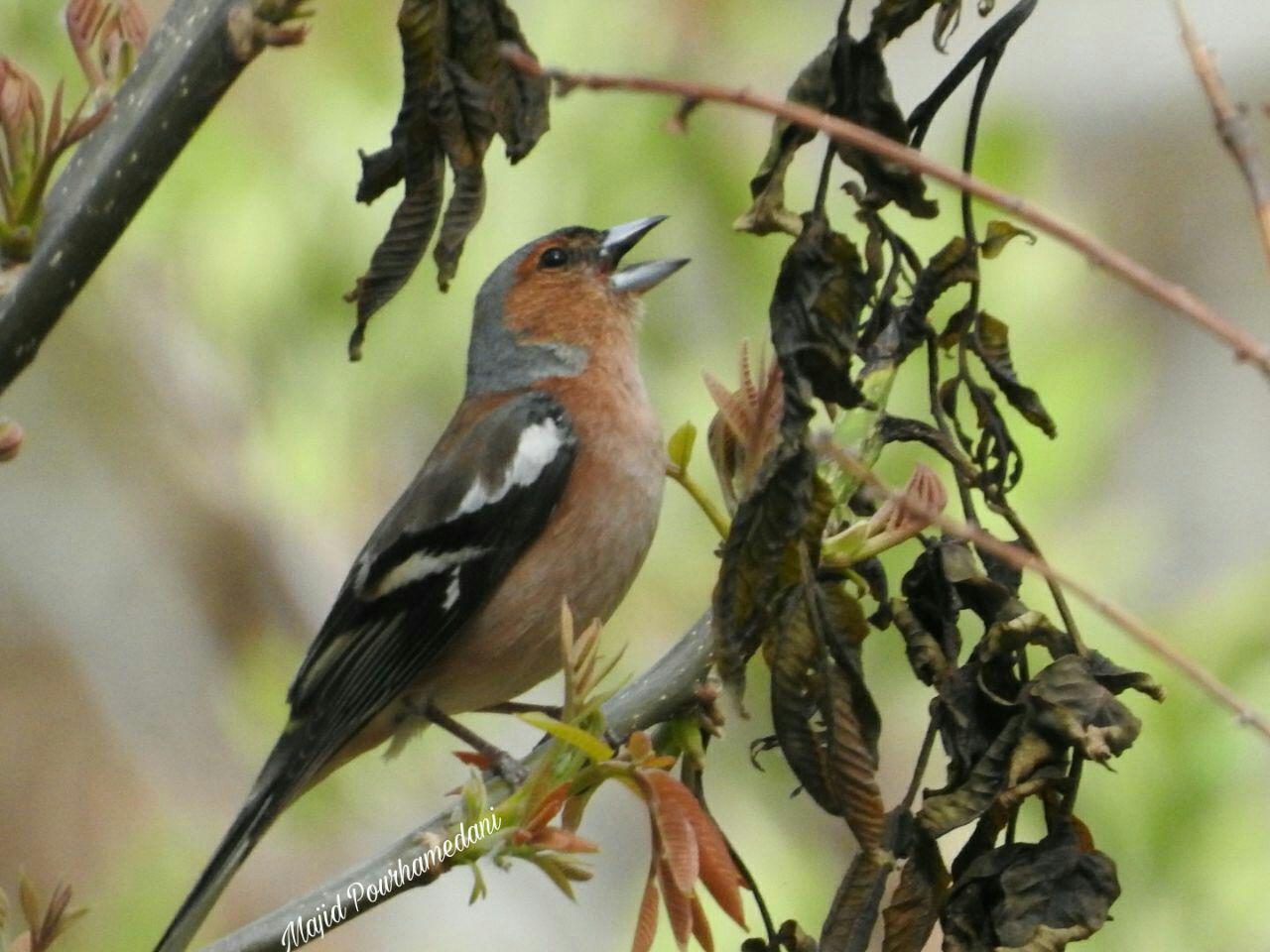 پرندگان کاسپین و هیرکانی