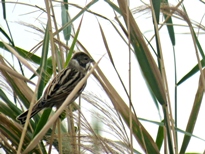 پرنده نگری در تالاب قنبرآباد در سایه شلیک امن شکارچیان پرنده نگری در تالاب قنبرآباد در سایه شلیک امن شکارچیان