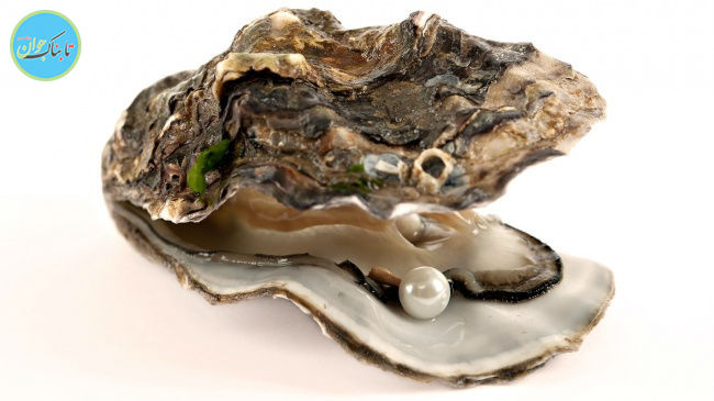 ۱۱ حقیقت جالب و حیرت آور درباره حیوانات