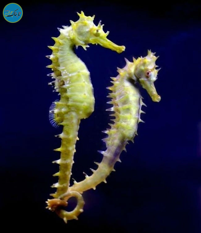 ۱۱ حقیقت جالب و حیرت آور درباره حیوانات