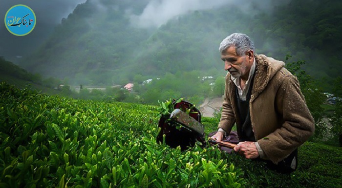 چگونه کشاورزی هلند دوبرابر نفت ایران درآمد دارد؟ چگونه کشاورزی هلند دوبرابر نفت ایران درآمد دارد؟