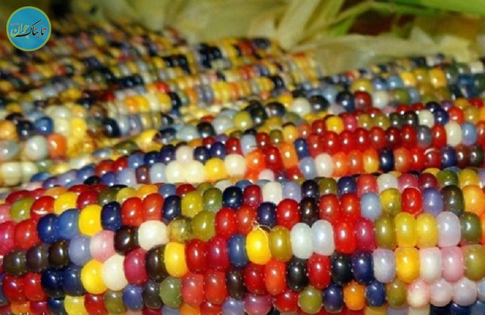 عجیـب‌ترین ذرت جهان! +عکس