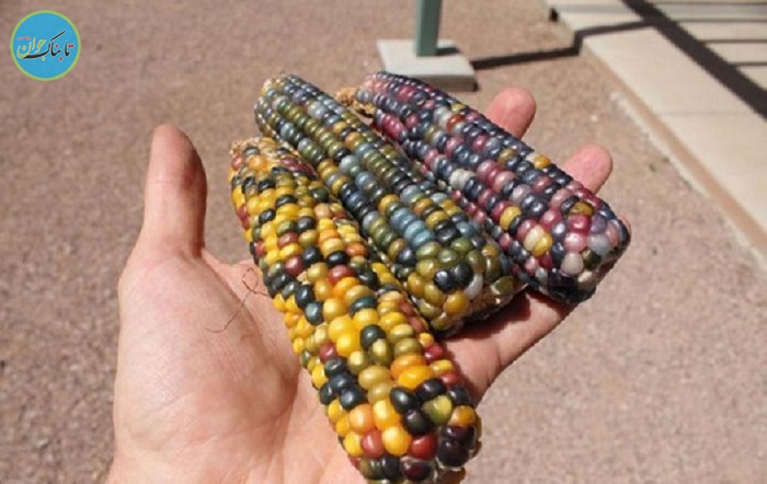 عجیـب‌ترین ذرت جهان! +عکس