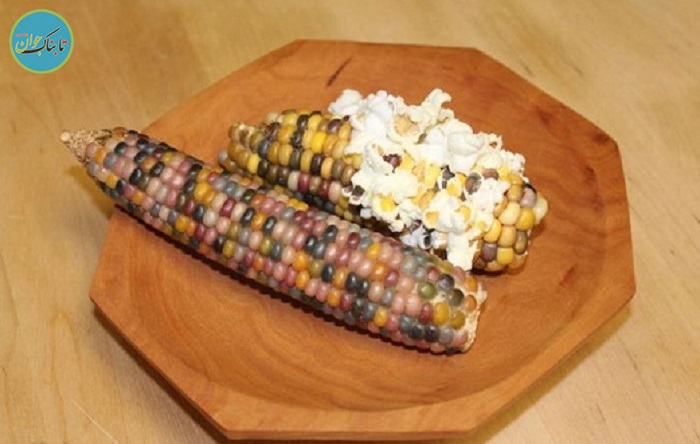 عجیـب‌ترین ذرت جهان! +عکس