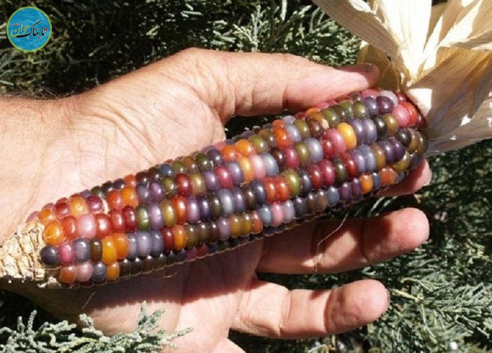 عجیـب‌ترین ذرت جهان! +عکس